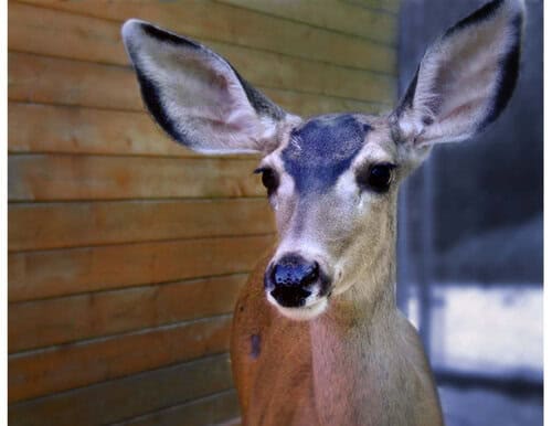 Wildhaven Ranch Wildlife Sanctuary