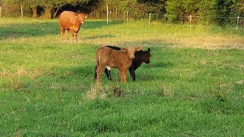 Wishbone Heritage Farms - SC