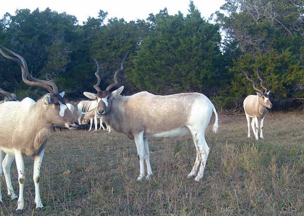 Sandy Ranch Outfitters - Texas