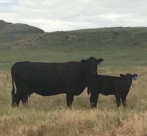 AJ Cattle Colorado