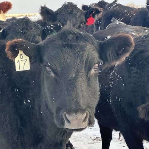AJ Cattle Colorado