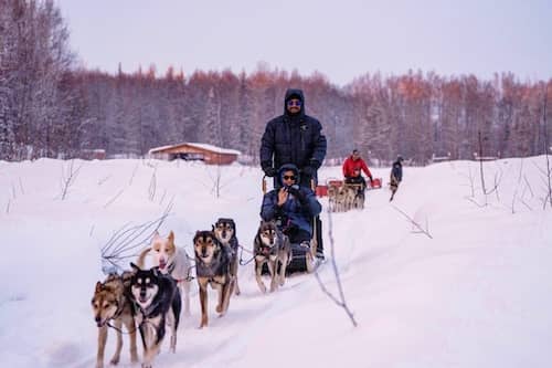 AK Sled Dog Tours