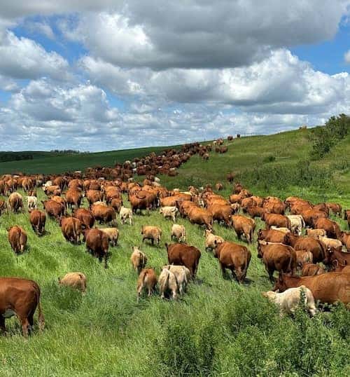 Alberta Canada Ranch