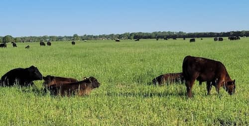APEX Cattle Nebraska