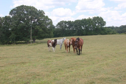 7 Springs Farm