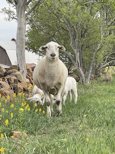 Bali Family Farm - Texas