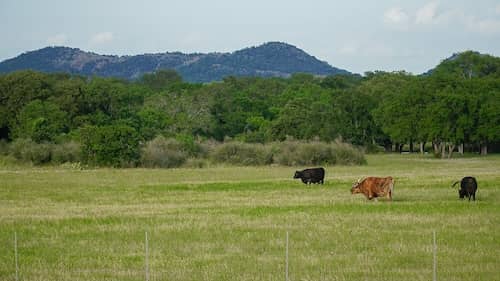 Bali Family Farm TX