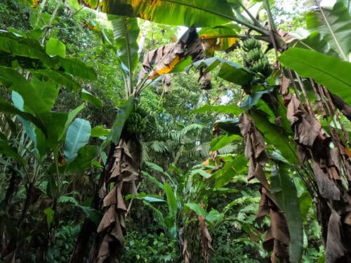 Banana Mountain Permaculture