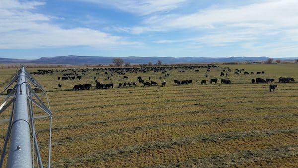 Bates Creek Cattle Company - Wyoming