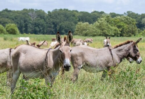 donkey