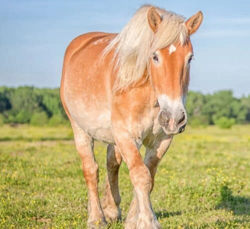 horse
