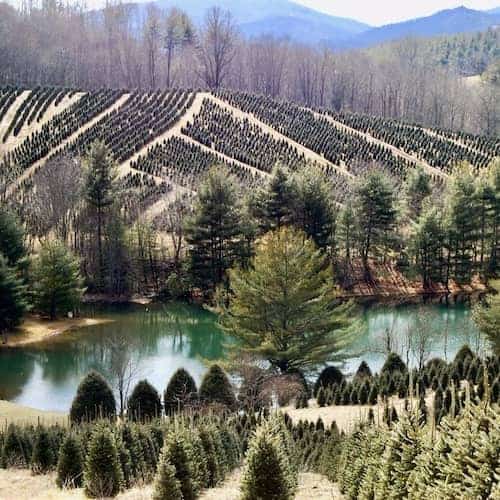 Bear Valley Farm - NC