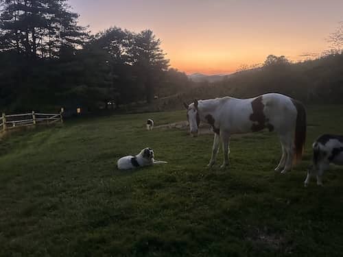 Bear Valley Farm - NC