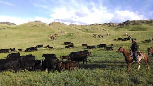 Bell Cross Ranch - Cattle Drive