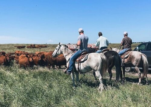 Bieber Red Angus Ranch - SD