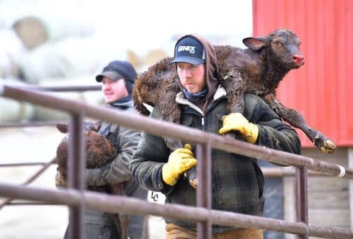 Bieber Red Angus Ranch - SD