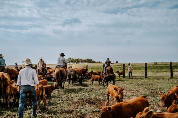 Bieber Red Angus Ranch - SD