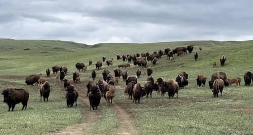 Big Sky Bison - Montana