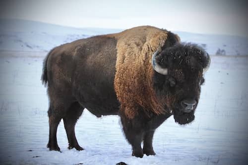 Big Sky Bison - Montana