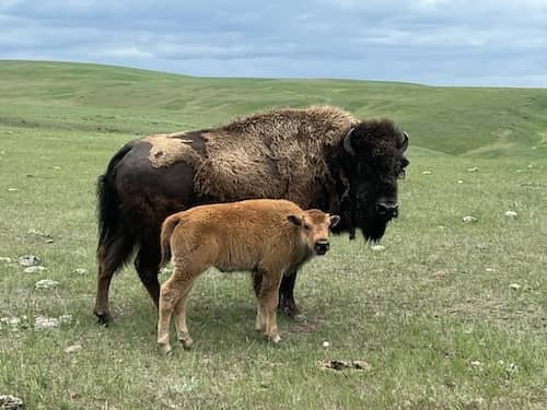 Big Sky Bison - Montana