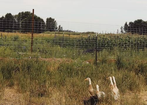 birds