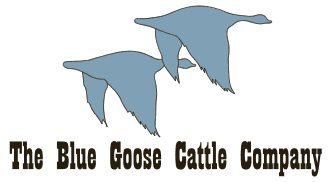 Blue Goose Cattle Company - BC Canada