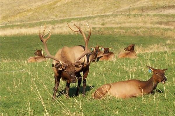 Mountain View Elk Ranch - Idaho