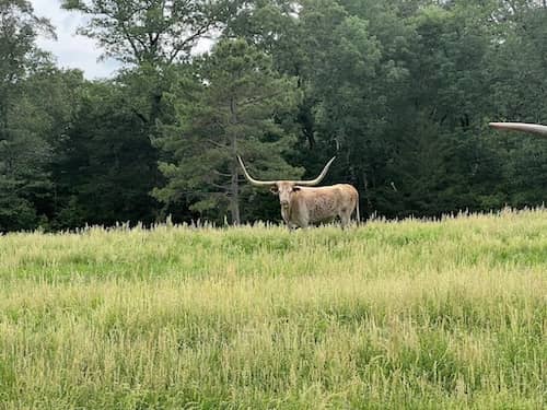 Burrows Ranch - Texas