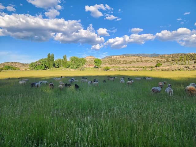 Canyon of the Ancients Guest Ranch - Colorado