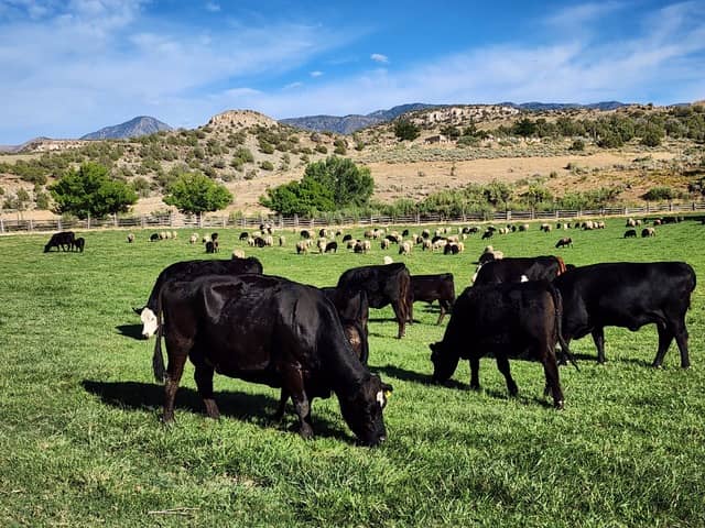 Canyon of the Ancients Guest Ranch - Colorado