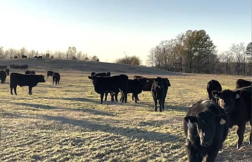 Arkansas Cattle Ranch