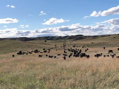 CC Angus Ranch - Nebraska