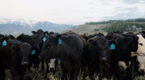 The Little Jennie Ranch WY