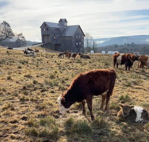 Century Manor Farm - NY