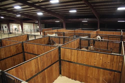 Champion Embryo Transfer Service Texas