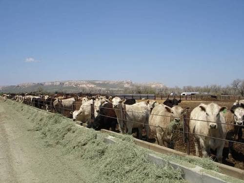 Thaler Land & Livestock Co. - Wyoming