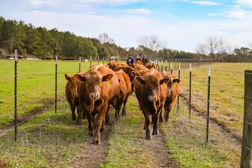 C & J Red Angus Ranch