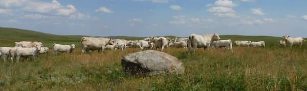 Cobb Charolais Ranch - Montana