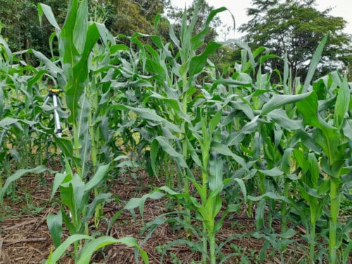 Banana Mountain Permaculture