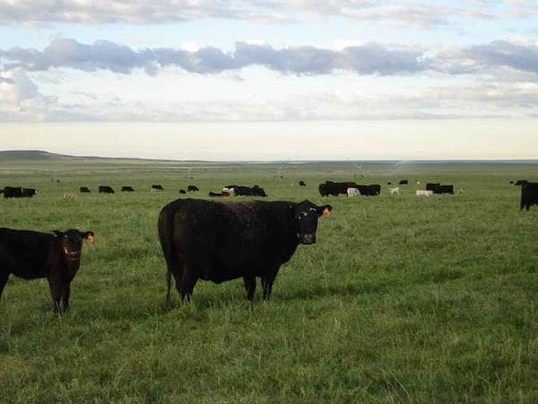 Thaler Land & Livestock - Wyoming