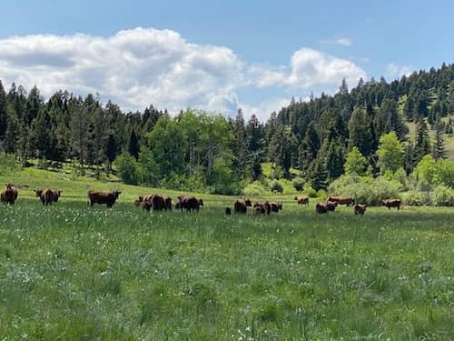 Cross Canyon Ranch - Montana