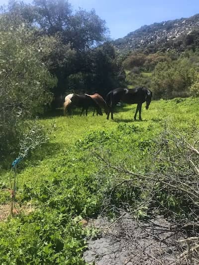 Mount Olympus Farms - CA