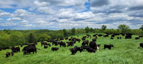 DE-SU Angus Iowa