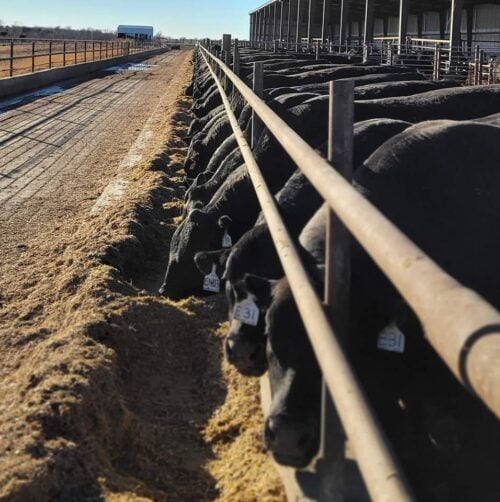 DE-SU Angus Iowa