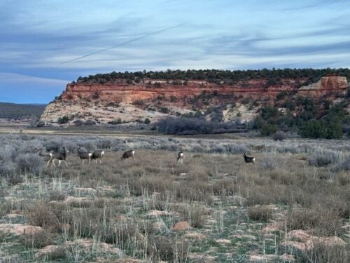 Indian Cliffs Canyon Farm UT