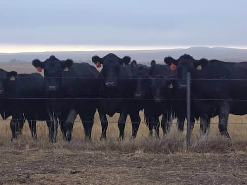 Duprel Livestock SD