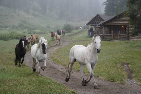 Elkhorn Ranch - Montana