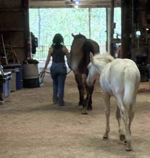 Equine Trainer Texas