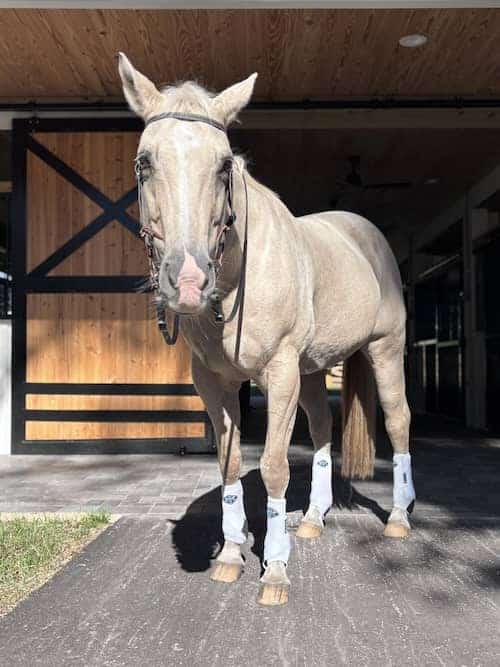Florida Horse Ranch