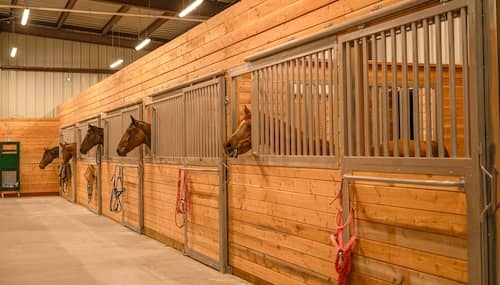 For The Love of Horses NV